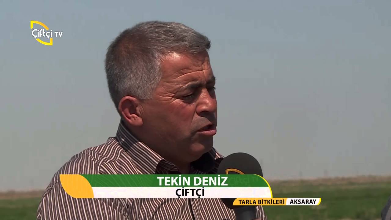 Tarla Bitkileri/Ayçiçeği Üretimi