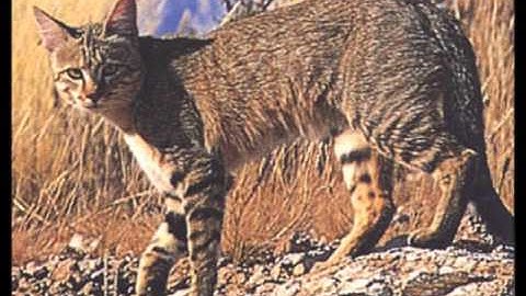 Mutant Transformer Animals Feline Machine