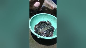 Cháo cá lóc đồng đêm mưa, ấm cả người...🐟😋🥰🌧️