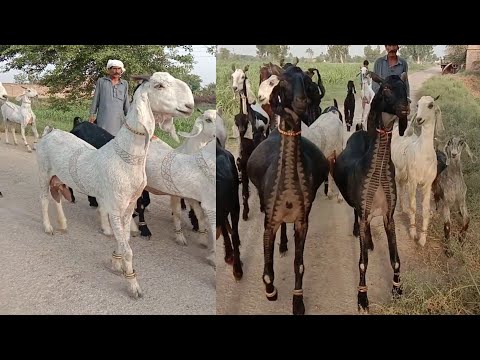 Beautifull Nachi Goat Nachi Bakri World Bigest Goat Nachi Breed Eid Qurbani 2021
