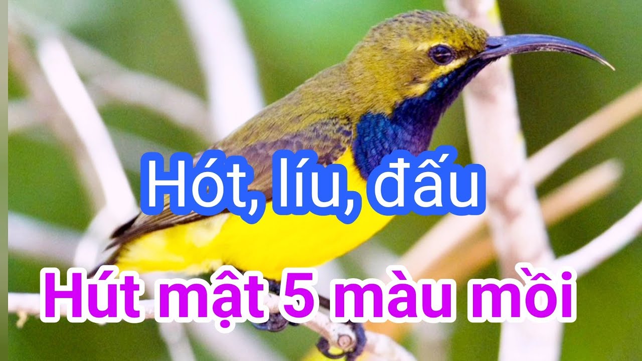 #bẫychim #hútmật5màu Bẫy chim hút mật 5 màu | Tiếng hút mật 5 màu bụng trắng | hút mật 5 màu mồi hót