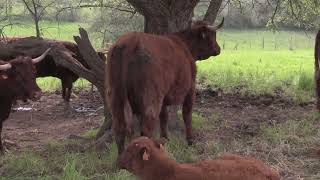 Ganaderos en su habitat | Salers en Pamanes | 9.5.2026
