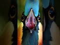 The Bird with "Eyes" on the Back of Its Head! 😳 (Raw ASMR)