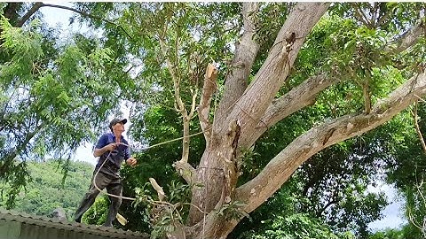 Cưa cây xoài thanh ca siêu khủng.Cưa cây kỹ thuật