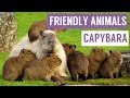 Capybara are the friendliest animal compilation