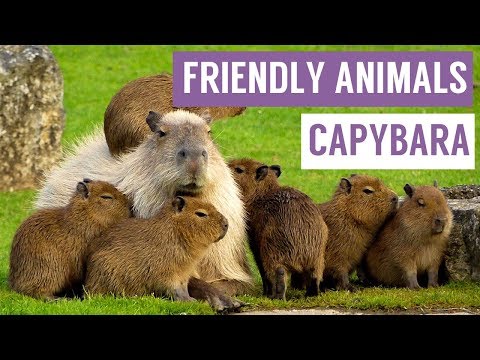 CAPYBARA are the FRIENDLIEST Animal Compilation!