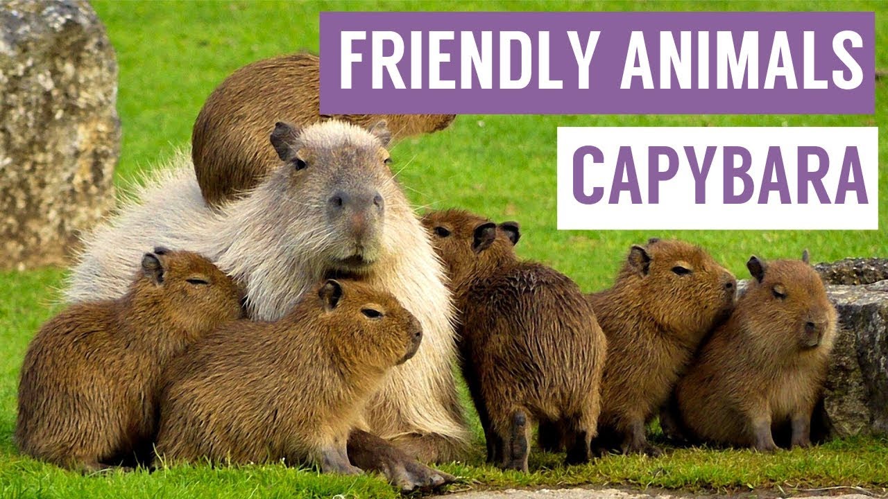 CAPYBARA are the FRIENDLIEST Animal Compilation! - YouTube
