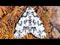 Moma Alpium – Whisper of the Forest Night [Subtitles in 13 Languages]