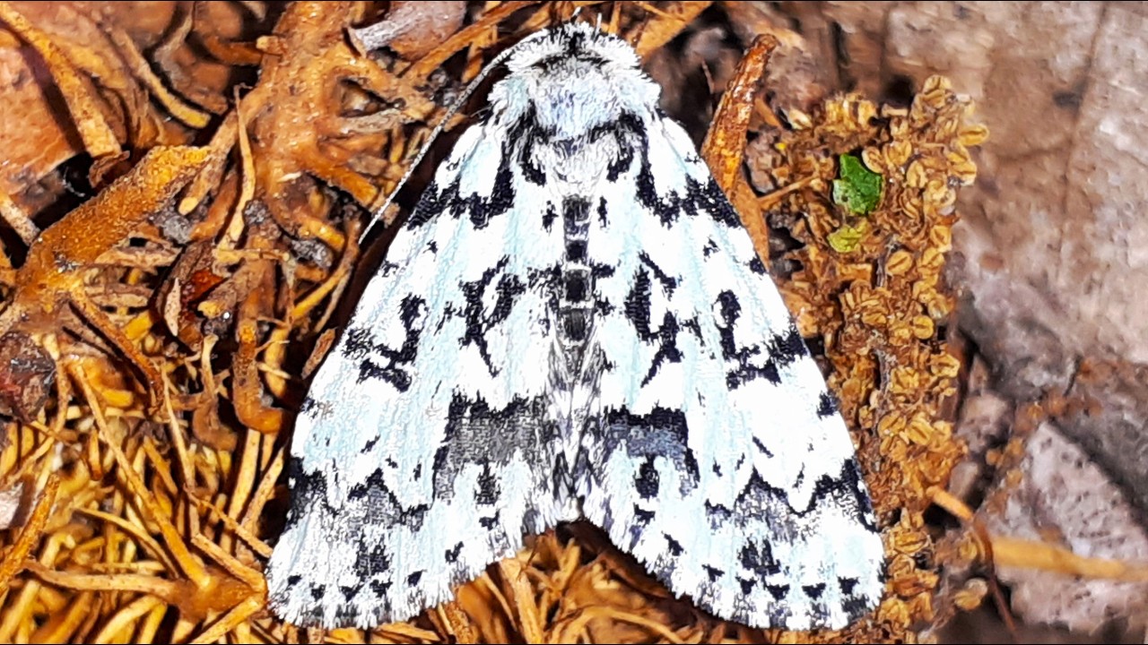 Moma Alpium – Whisper of the Forest Night [Subtitles in 13 Languages]