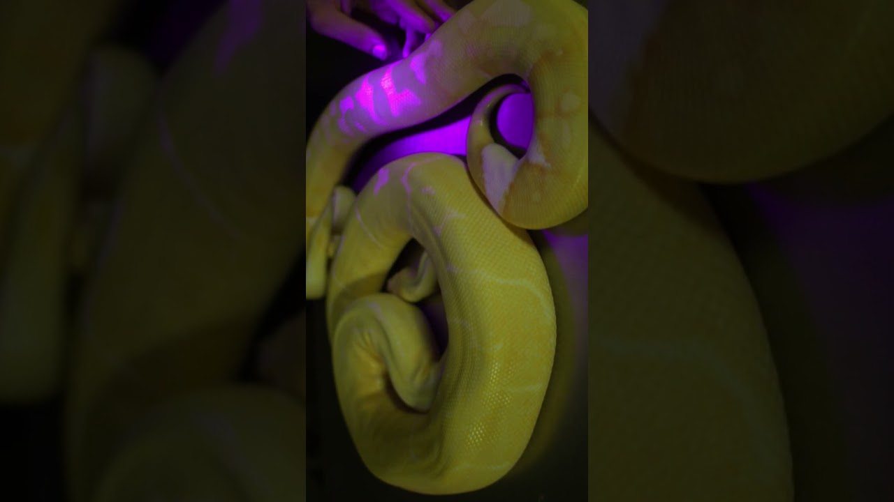 how to see a snakes secret pattern