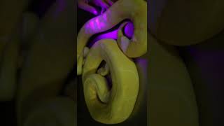 how to see a snakes secret pattern