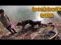 Rottweiler Mun Dẫn Cả Đàn Em Đi Tắm Hồ Chuẩn Bị Đón Tết | Săn Bắt Ẩm Thực Vùng Cao
