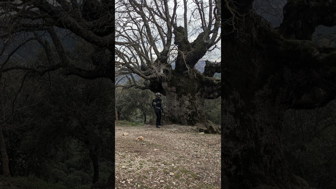 Solo Rider Problems! #himalayan #tree #selfie #quadlock