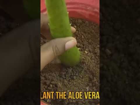 Video: How to grow aloe at home: breeding options, planting rules, recommendations for growing and care