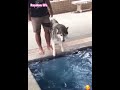 #dog 🐕 #husky talking how #amazing #cool and clever dog