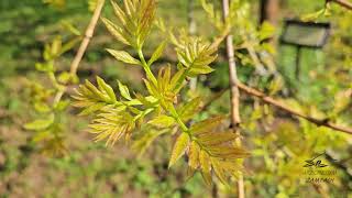 Fraxinus excelsior 'Jaspidea' jasan ztepilý   jaro
