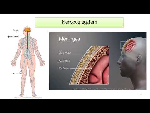 เยื่อหุ้มสมองอักเสบ (Meningococcal meningitis)