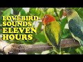 Lovebird Sounds - Euwing Green Opaline & Parblue Euwing Turquoise Opaline