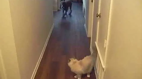 Watch the video about Poodle Doodle and Birman Cat Playing