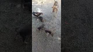 Duck help puppies crab crush #animals #pets #shorts