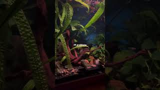 100 Problems Therapy Planted Tank