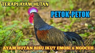 SUARA TERAPI AYAM HUTAN HIJAU / PETOK-PETOK