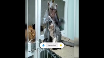 Cat and monkey game//বিড়াল আর বানর খেলা