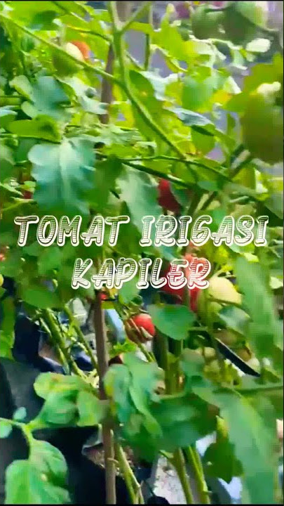Petani Banyuwangi - Tomat Irigasi Kapiler ❤️❤️❤️#ayomenam