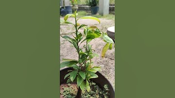 Cách sửa tàn, tạo 1 thân 1 cốt cho cây mai cắt đầu đinh.!