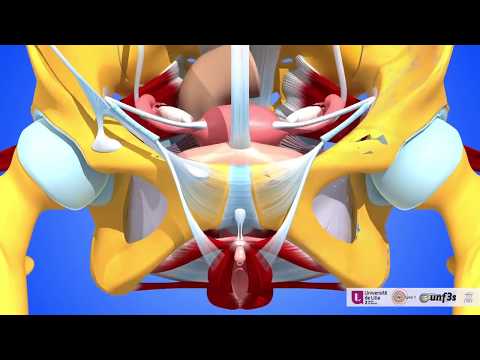 Vidéo: Comment éviter la douleur du ligament rond (avec photos)