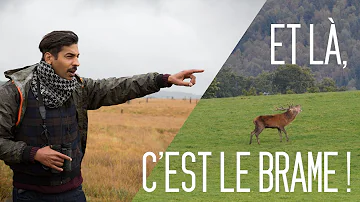 Où aller voir le brame du cerf