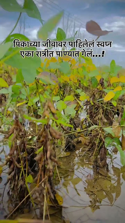 #shetkari #पिके #नुकसान #shorts #ytshorts #trending #youtubeshorts #youtube #viral #trending #sheti