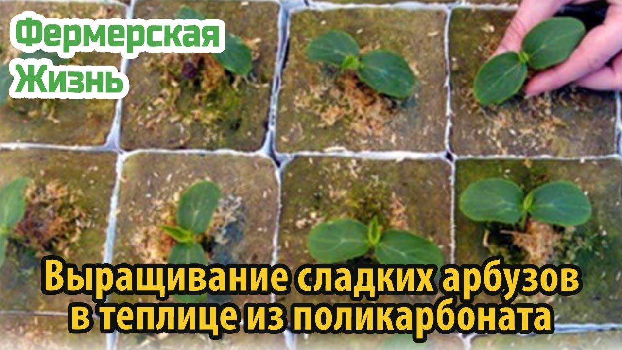 Как сажать арбузы в открытый грунт. Посадка арбузов на рассаду. Рассада арбузов высадка рассады. Посадка рассады арбуза в теплице. Посадка арбузов в открытый грунт рассадой.