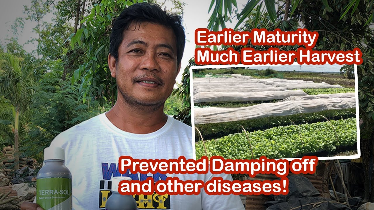 Tobacco in Pangasinan with Terra-Sol Biostimulant Foliar Fertilizer, HanEarl Science, HES