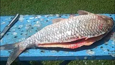 How to Clean and Fillet a Buffalo Fish (Part 2)