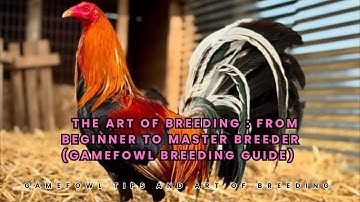 The Art of Breeding: From Beginner to Master Breeder (Gamefowl Breeding Guide)