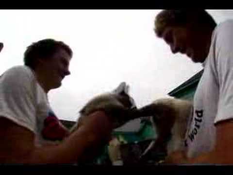 camera iphone 8 plus apk kitty fight