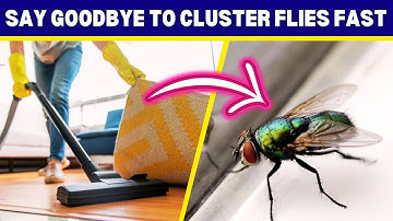 Cluster Flies Infestation? Try THIS to Get Rid of Them Fast!