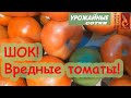Поучительная история: магазинные томаты в белокрылке, Белагро и день учителя!