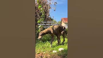 please donate to our PayPal link in bio