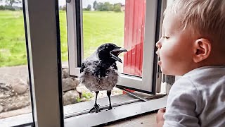 Wild Crow Knocks On Window To Play With His Baby Friend Every Day #animalstory