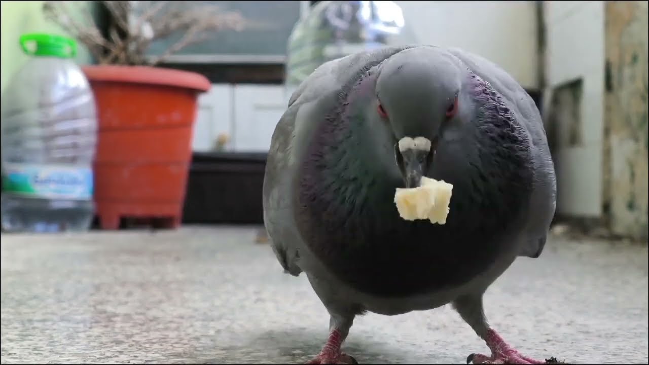 ,,Гълъбите на балкона