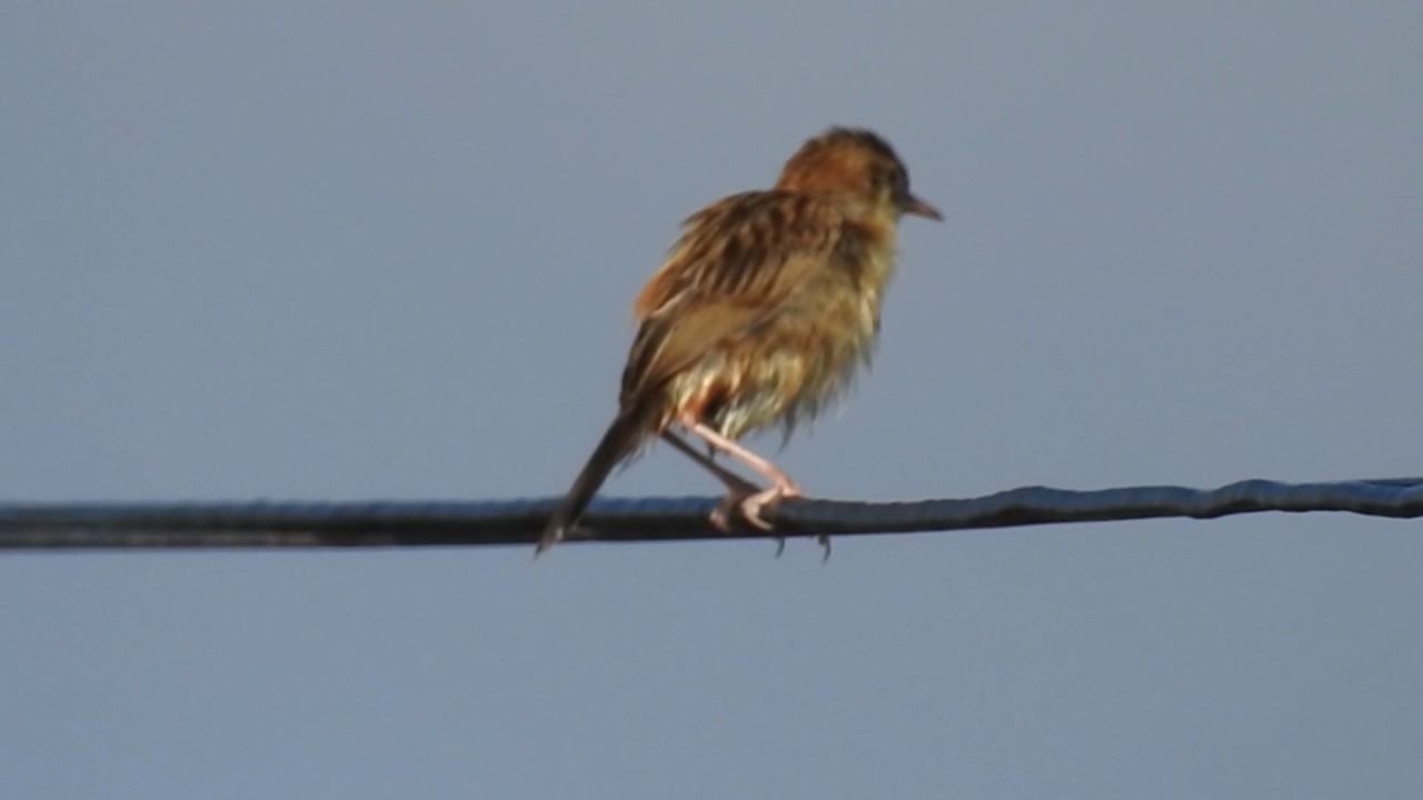 Zitting Cisticola up close 
