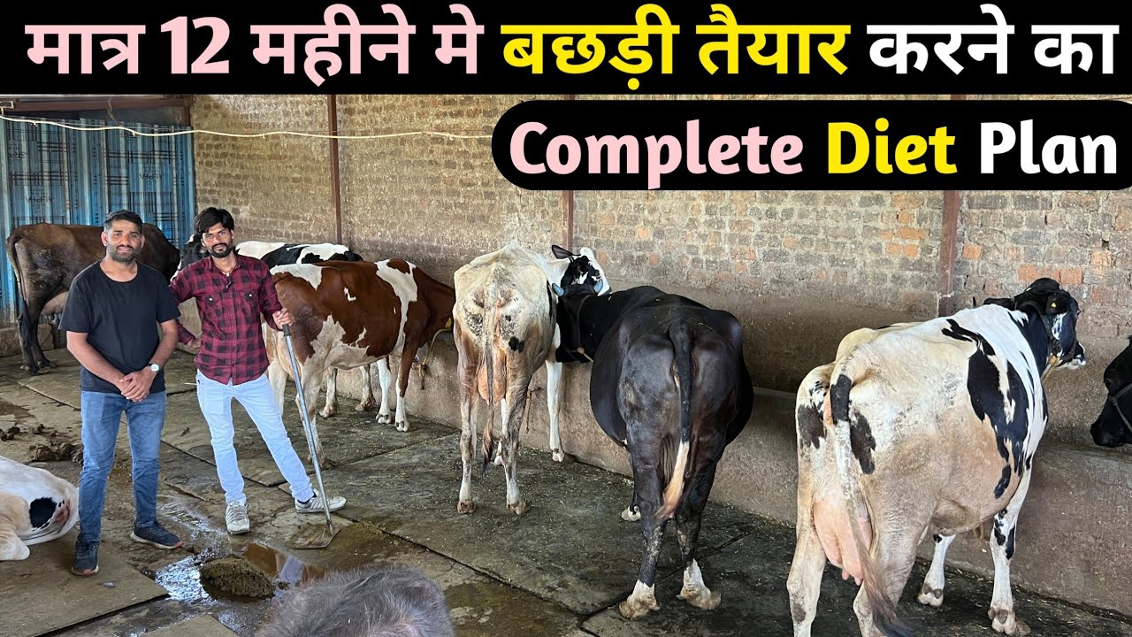 मात्र 12 महीने मे बछड़ी तैयार करने का कंप्लीट डाइट प्लान। छोटी बछड़िया कैसे तैयार करे।