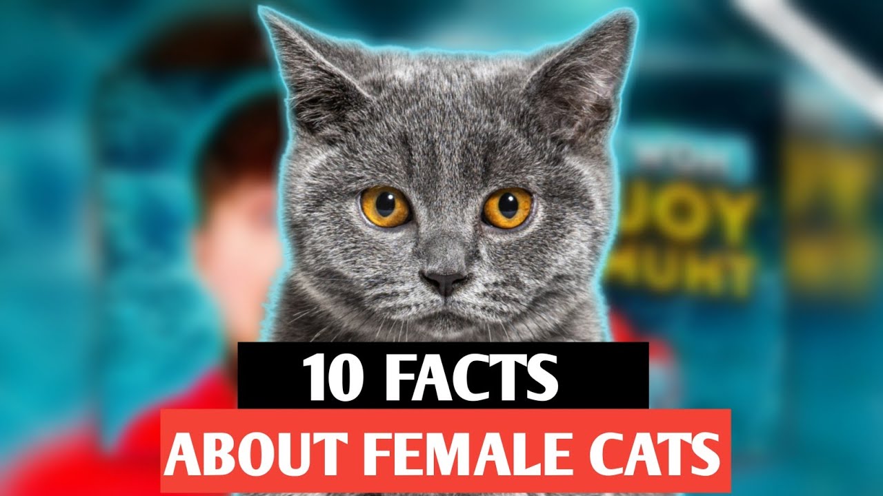 5 Facts About Female Cats YouTube