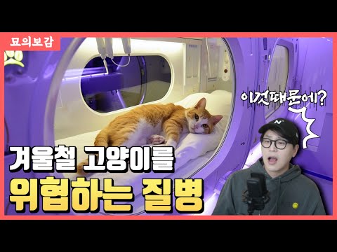 겨울철 고양이를 위협하는 질병 | 겨울에 이거 없음 우린 절대 안되는데 !!