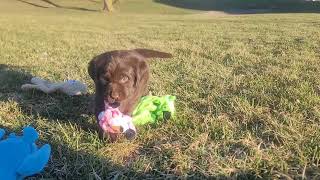 DJ Labradors Chocolate Puppies Outside