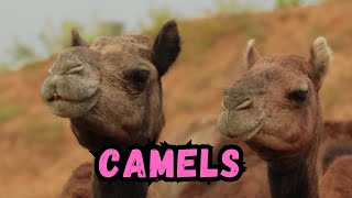 Cooldown with this compilation of CAMELS by Cooldown Compilation 816 views 4 months ago 4 minutes