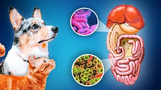 Why Your Pet's Gut Health Is Critical (And How To Keep It Healthy) by Paws of Prey 6,764 views 11 months ago 8 minutes, 53 seconds