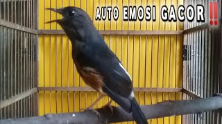 AMPUH‼️Murai Betina Memanggil Jantan Ini Bikin Semua Jantan auto Ngamuk Gacor‼️‼️